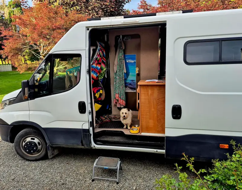 dog looking out of door of van